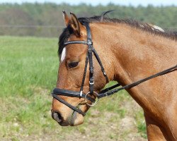 dressage horse Dr.Watson 13 (German Riding Pony, 2006, from FS Don't Worry)