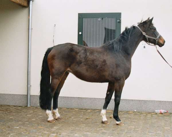 Zuchtstute Adiella (Oldenburger, 1997, von Rohdiamant)