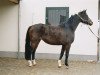 broodmare Adiella (Oldenburg, 1997, from Rohdiamant)