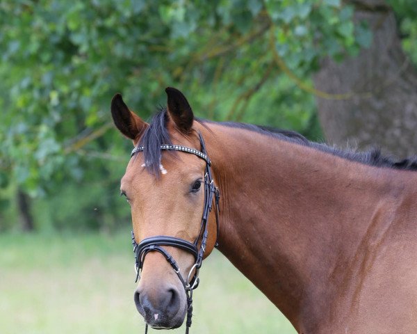 jumper Delano 98 (Mecklenburg, 2011, from D'Olympic)