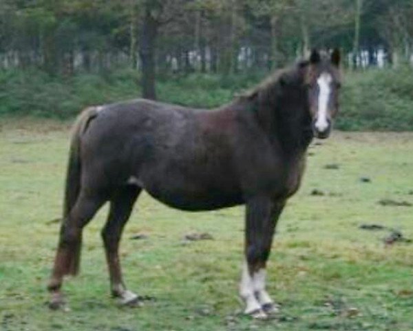 broodmare Ginsterhof's Ronja (German Riding Pony, 2002, from Lady's Wise Guy)