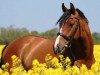 jumper Cavallino Z (Zangersheide riding horse, 2011, from Clarimo Ask)