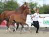 dressage horse Showmaster TR (German Riding Pony, 2016, from Spring Star's Spirit)