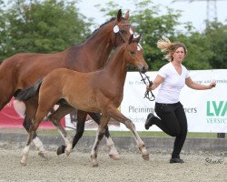 Dressurpferd Showmaster TR (Deutsches Reitpony, 2016, von Spring Star's Spirit)