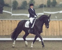 dressage horse La Traviata (Hessian Warmblood, 2004, from Leicester)