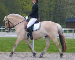 horse Neuensteins Petterson (Fjord Horse, 2009, from Pluto)