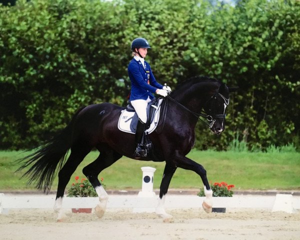 dressage horse Rolex 112 (Hanoverian, 2006, from Rotspon)