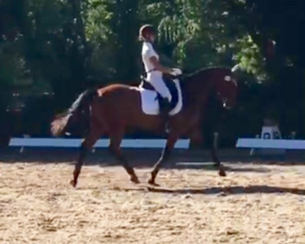 dressage horse Solibelle T (Oldenburg, 2008, from Swarovski)