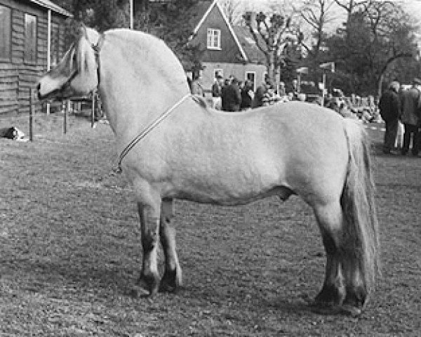 stallion Brusvein (Fjord Horse, 1980, from Jærmann N.1788)
