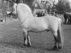 stallion Brusvein (Fjord Horse, 1980, from Jærmann N.1788)