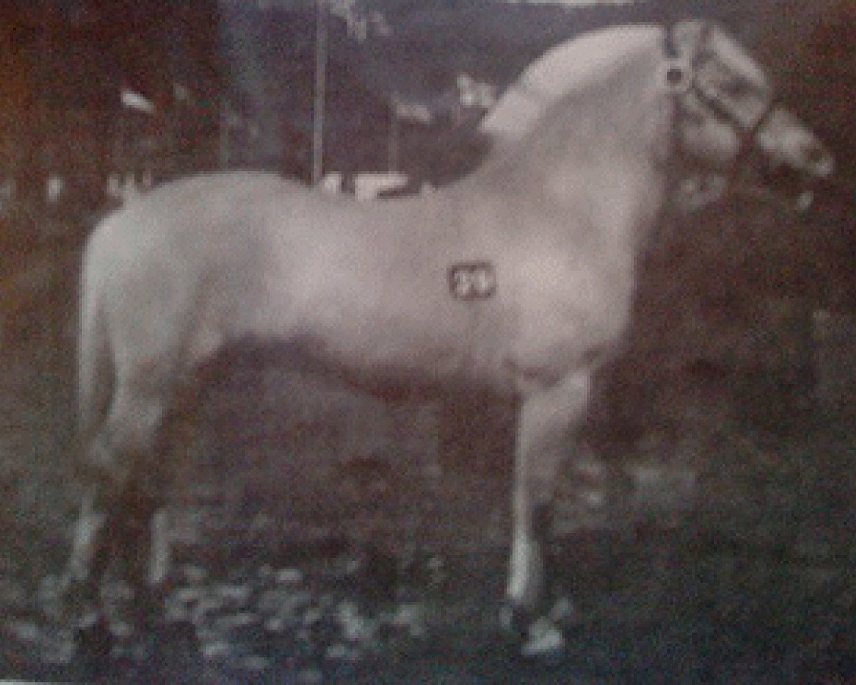 Deckhengst Keisar N.1918 (Fjordpferd, 1981, von Ernarson N.1843)