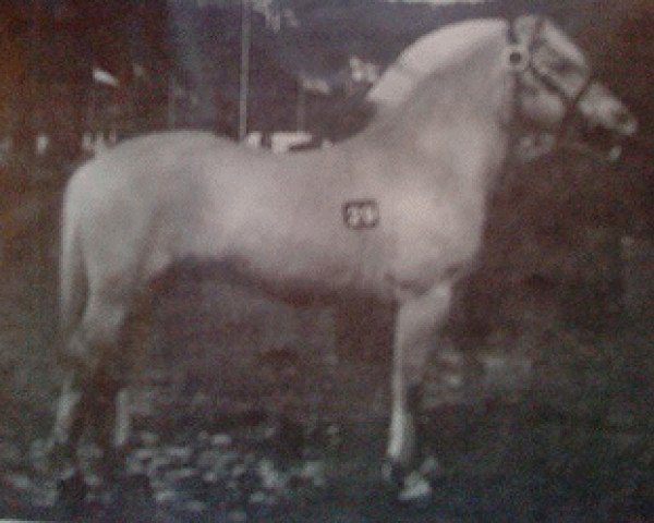 stallion Keisar N.1918 (Fjord Horse, 1981, from Ernarson N.1843)