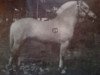 stallion Keisar N.1918 (Fjord Horse, 1981, from Ernarson N.1843)