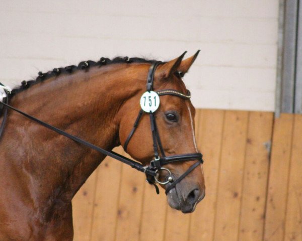 Pferd Lord Larenzo (Westfale, 2008, von Glock's Lord of Loxley)