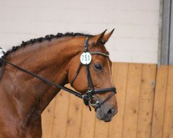 dressage horse Lord Larenzo (Westphalian, 2008, from Glock's Lord of Loxley)