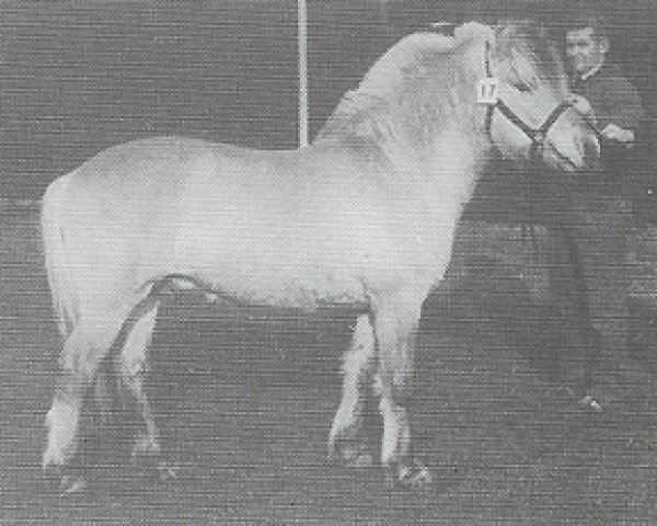 Deckhengst Blinken (Fjordpferd, 1985, von Keisar N.1918)