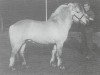 stallion Blinken (Fjord Horse, 1985, from Keisar N.1918)