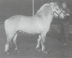 stallion Blinken (Fjord Horse, 1985, from Keisar N.1918)