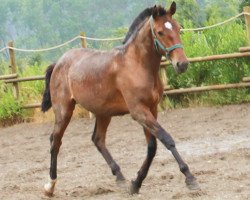 Pferd Lider 2 (Lusitano, 2015)