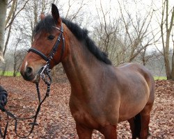 jumper Marilyn Ut Deuten (German Riding Pony, 2008, from Deskorado)