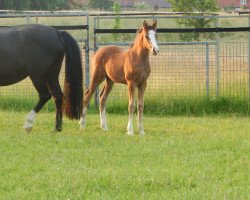 Dressurpferd Stute von Cosmopolitan D / Black Boy (Deutsches Reitpony, 2016, von Cosmopolitan NRW)