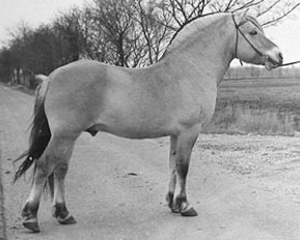 stallion Bjorgard (Fjord Horse, 1981, from Astrix N.1822)