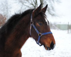 horse Elfenprinz D (Sachs-door. Heavy Warmbl., 2021, from Erlkönig 41)