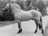 stallion Barstad (Fjord Horse, 1979, from Jærmann N.1788)