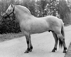 stallion Barstad (Fjord Horse, 1979, from Jærmann N.1788)