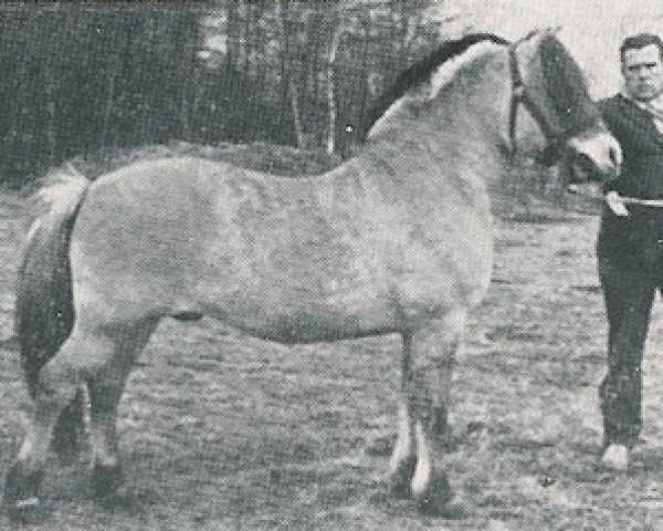 stallion Christiaan H-I42 (Fjord Horse, 1955, from St. Restrup Falk)