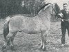 stallion Christiaan H-I42 (Fjord Horse, 1955, from St. Restrup Falk)