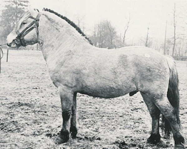 stallion Harald H-H47 (Fjord Horse, 1963, from Christiaan H-I42)