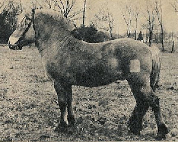stallion Lars H-L180 (Fjord Horse, 1967, from Harald H-H47)