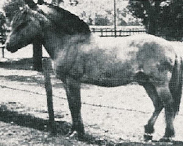Deckhengst Westman (Fjordpferd, 1948, von Hans D 7)