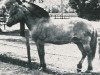 stallion Westman (Fjord Horse, 1948, from Hans D 7)