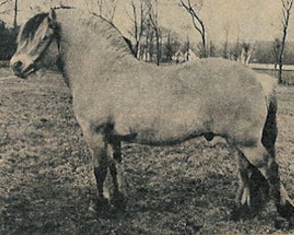 stallion Jesper (Fjord Horse, 1959, from Kåre D 141)