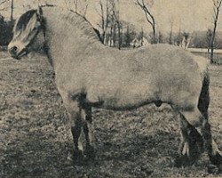 Deckhengst Jesper (Fjordpferd, 1959, von Kåre D 141)