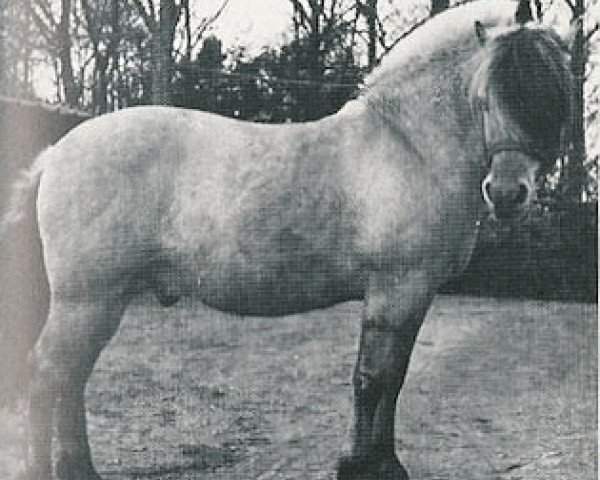 Deckhengst Øygård Damgård (Fjordpferd, 1948, von Øygård FHJ 140)