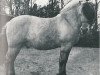 stallion Øygård Damgård (Fjord Horse, 1948, from Øygård FHJ 140)