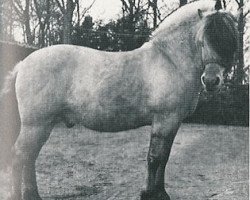 stallion Øygård Damgård (Fjord Horse, 1948, from Øygård FHJ 140)