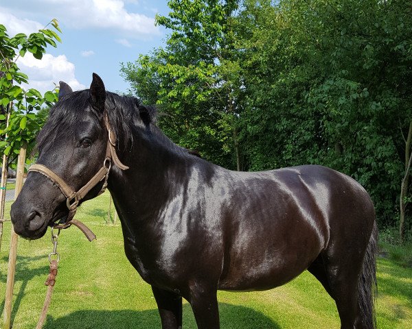 stallion Gionny o Eleito (Duelmener, 2012, from Duncan)