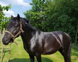 stallion Gionny o Eleito (Duelmener, 2012, from Duncan)