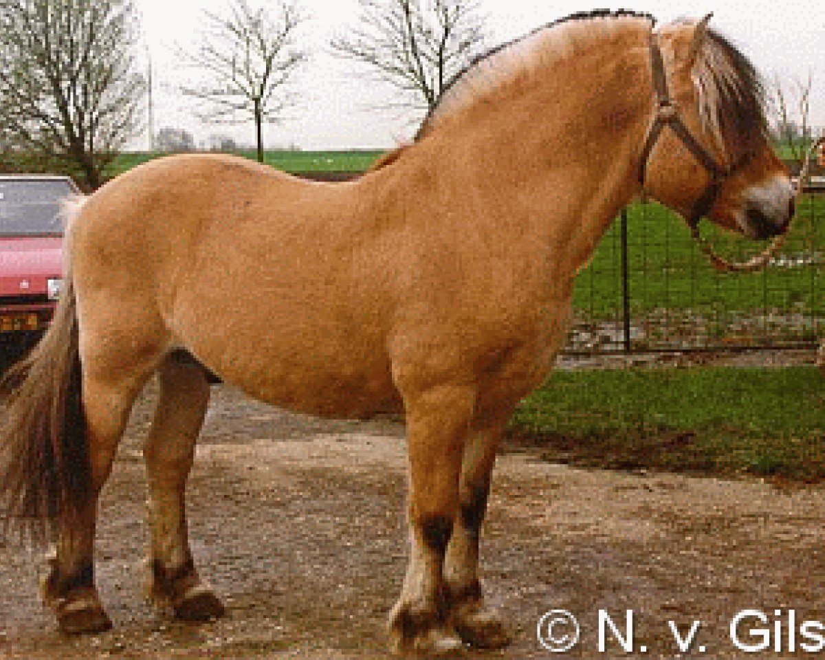 stallion Astrix N.1822 (Fjord Horse, 1976, from Lidaren N.1653)