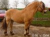 stallion Astrix N.1822 (Fjord Horse, 1976, from Lidaren N.1653)
