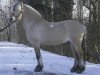 stallion Knutsblakken N.1962 (Fjord Horse, 1983, from Tunfeld N.1862)