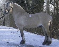 Deckhengst Knutsblakken N.1962 (Fjordpferd, 1983, von Tunfeld N.1862)