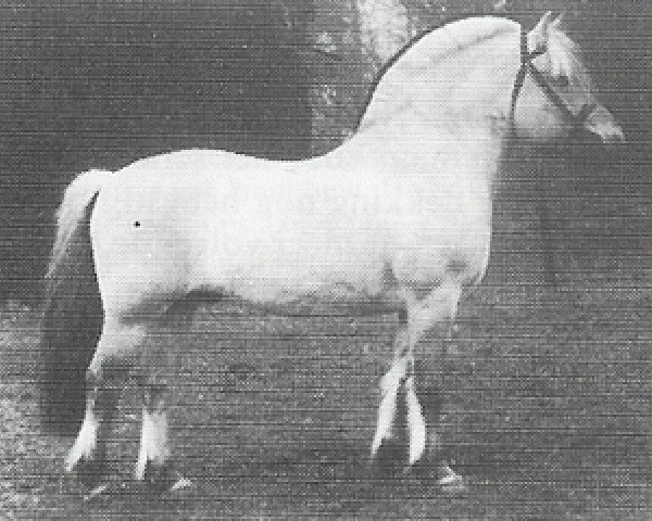 Deckhengst Tunfeld N.1862 (Fjordpferd, 1978, von Felder N.1707)