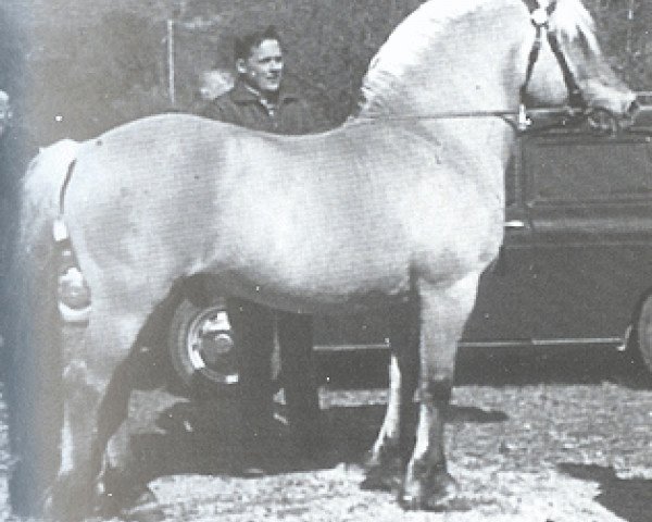 stallion Lidaren N.1653 (Fjord Horse, 1961, from Dale-Jarl N.1594)
