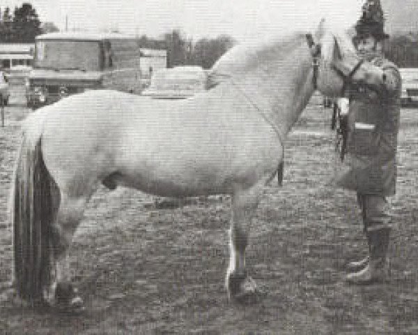 stallion Jærmann N.1788 (Fjord Horse, 1973, from Hosar N.1717)
