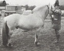 stallion Jærmann N.1788 (Fjord Horse, 1973, from Hosar N.1717)